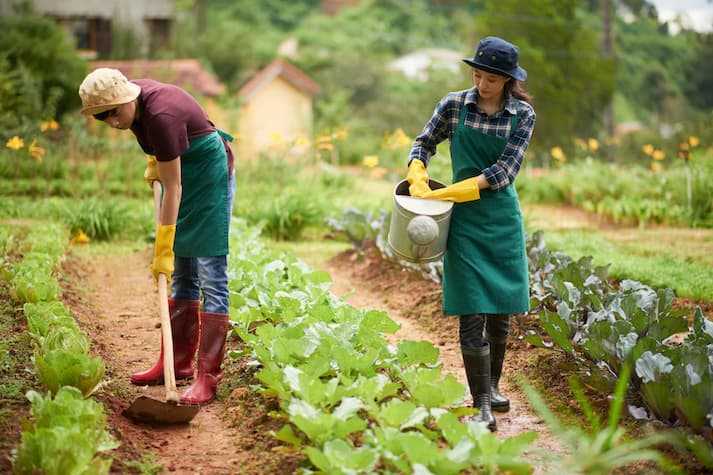 Tips Jitu Menjalankan Bisnis Pertanian Organik yang Ramah Lingkungan