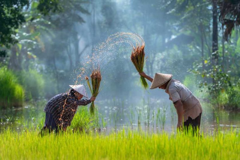 Peluang Usaha di Sektor Bisnis Pertanian untuk Pemula yang Serius