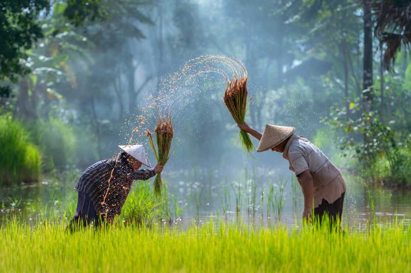 Peluang Usaha di Sektor Bisnis Pertanian untuk Pemula yang Serius